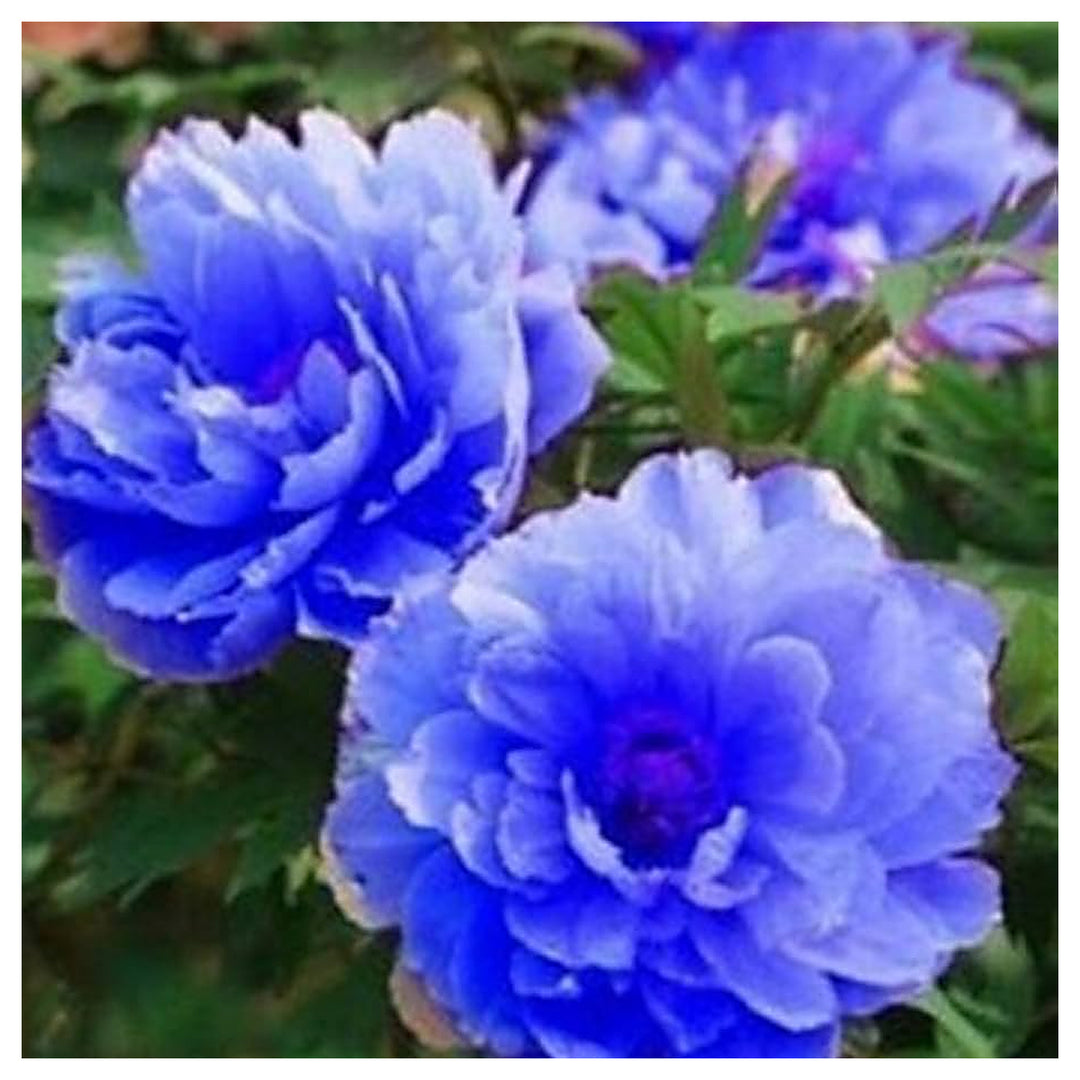 Blue Fd Chinese Peony Flower Seeds Home Garden Planting, Vibrant Organic Blooming Collection | Neera Seeds product photo [neera-v4-10bd12ba07956fb9f6fd]