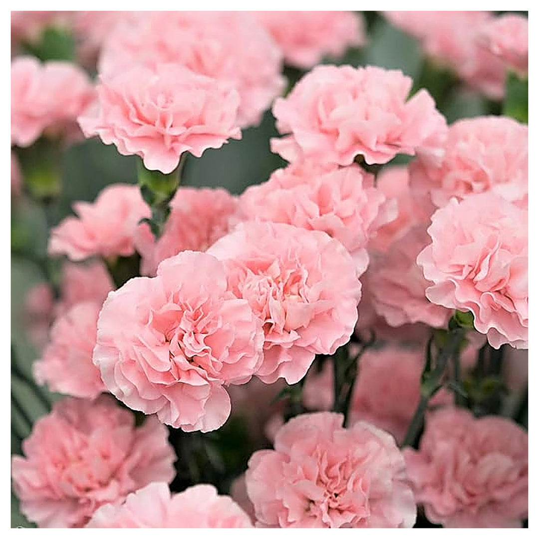Light Pink Carnation Dianthus Seeds for Planting | Heirloom Non-GMO High Germination Organic Garden Flower Seeds | Neera Seeds product photo [neera-v4-10c7abb1c27adbff1ff5]