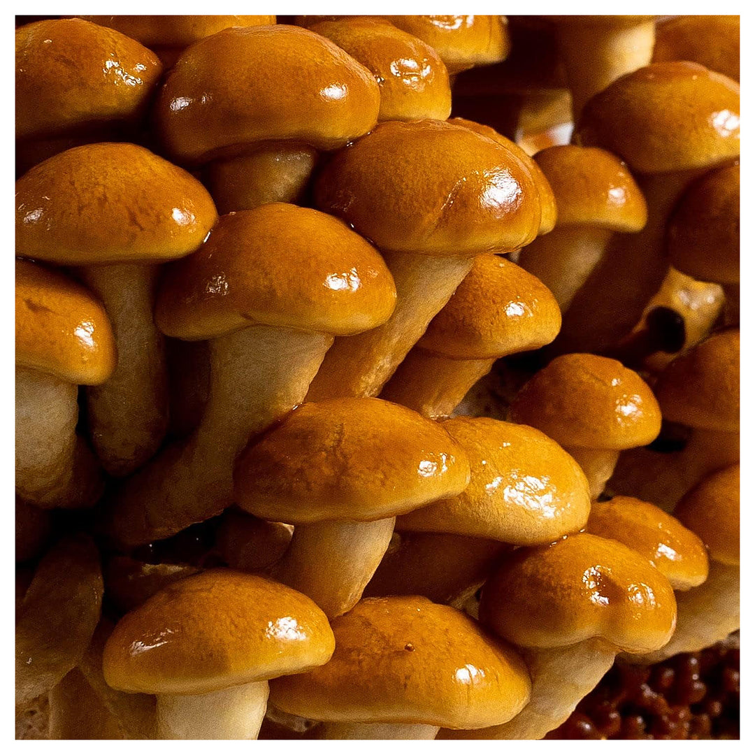 Nameko Mushroom Vegetable Seeds for Planting – Heirloom, Non-GMO, Organic Garden Spores with High Germination | Neera Seeds product photo [neera-v4-10ce2f83045b12890ba0]