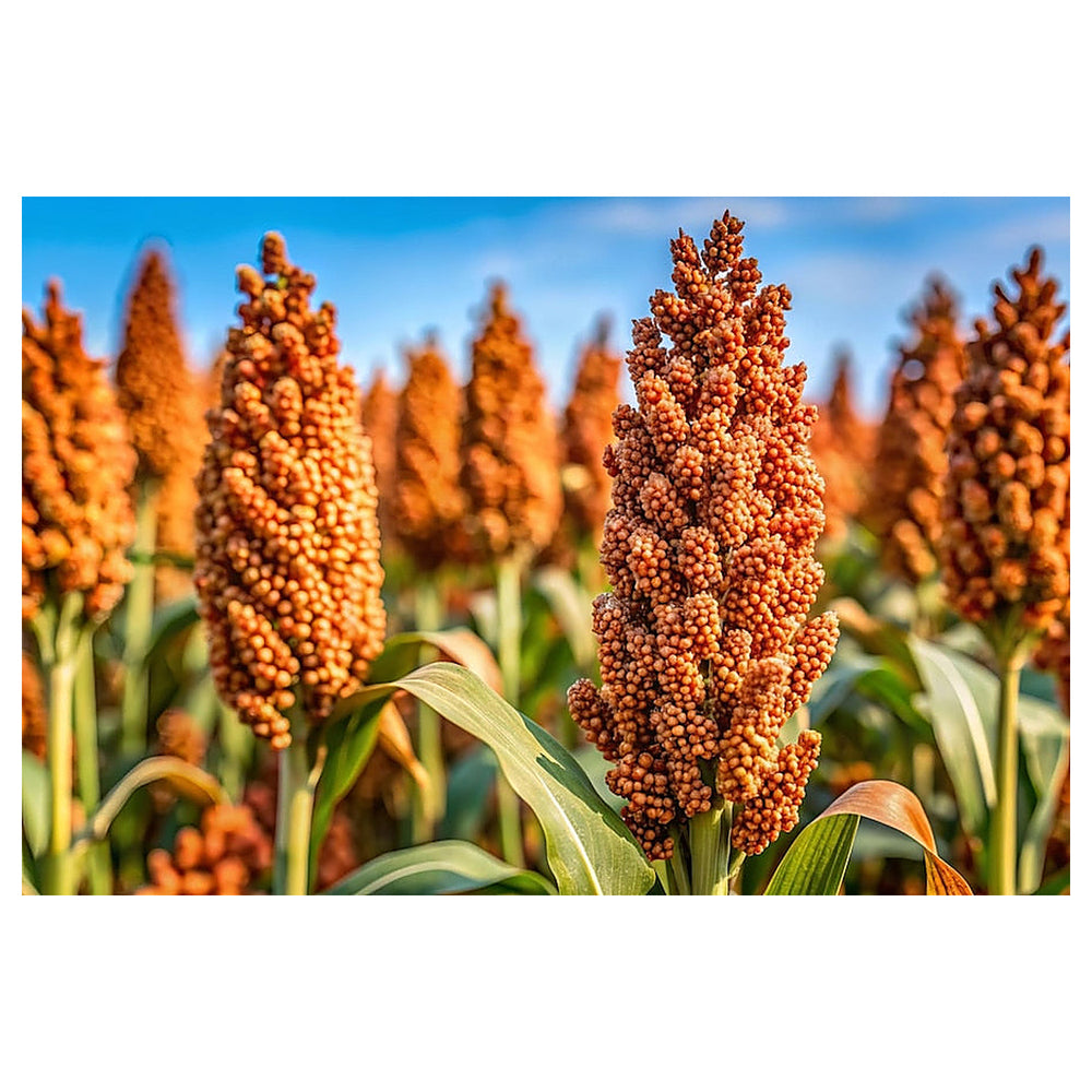 Heirloom Sorghum Flower Seeds, Non-GMO Ornamental Grass Blooms for Garden and Landscape Planting | Neera Seeds product photo [neera-v4-10cea0bfc349f3d46361]