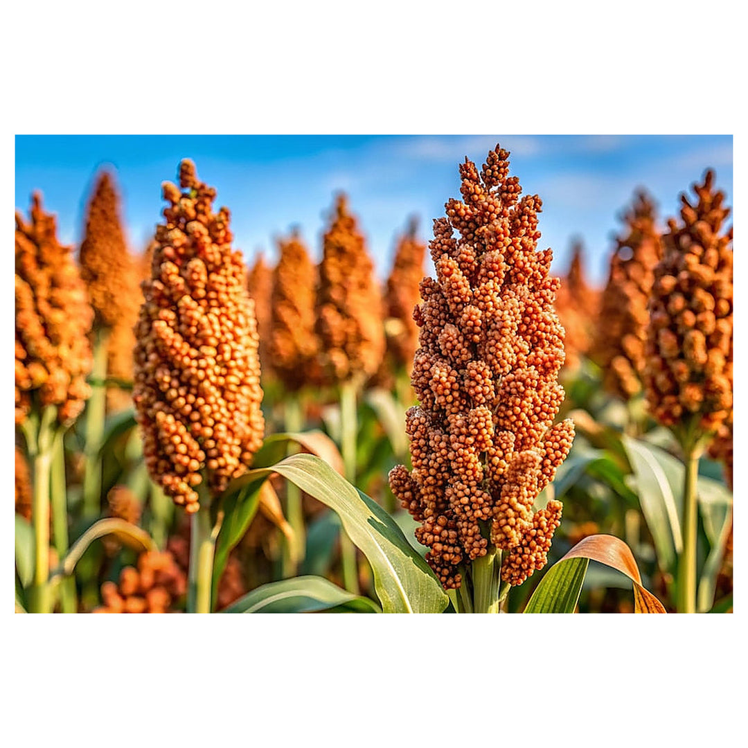 Heirloom Sorghum Flower Seeds, Non-GMO Ornamental Grass Blooms for Garden and Landscape Planting | Neera Seeds product photo [neera-v4-10cea0bfc349f3d46361]