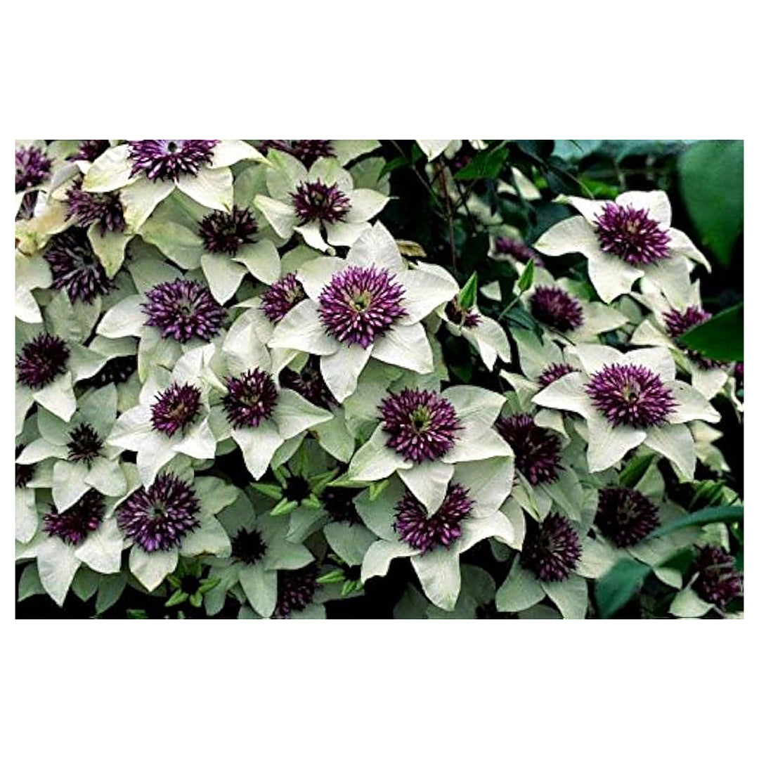 Clematis Florida Flower For Planting Flower Seeds for Home Garden Planting, Fragrant Organic | Neera Seeds product photo [neera-v4-10d2297d851cbe6c8c31]