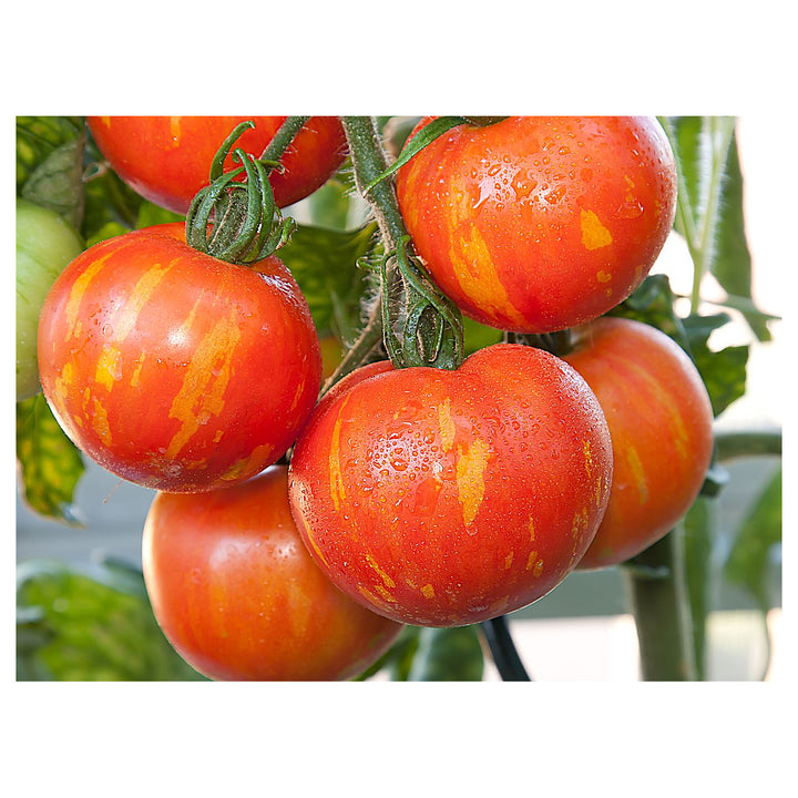 Tigerella Bi-Color Tomato Seeds for Planting – Heirloom, Non-GMO, High Germination Organic Garden Seeds | Neera Seeds product photo [neera-v4-10d38f6bea0aecc7a879]