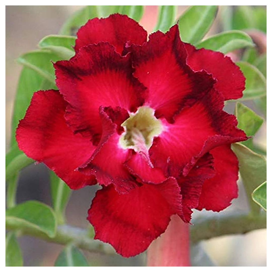 Red Black Desert Rose Planting Adenium Obesum Flower Perennial Exotic Heirloom Non Gmo Flower | Neera Seeds product photo [neera-v4-10d44d4dc5821ec715c2]