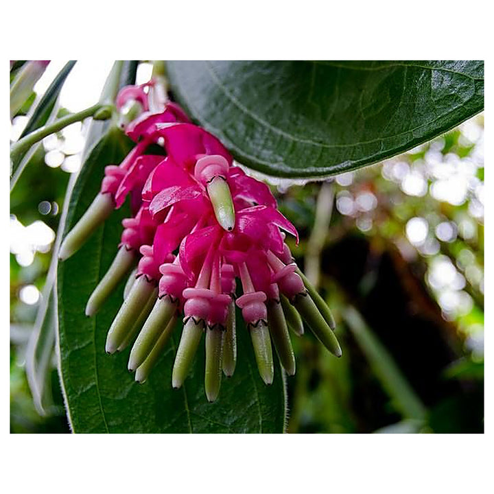 Heirloom Non-GMO Cavendishia Grandifolia Flower Seeds – Rare Tropical Garden Blooms for Planting | Neera Seeds product photo [neera-v4-10dd5fa8533ad8022d8e]