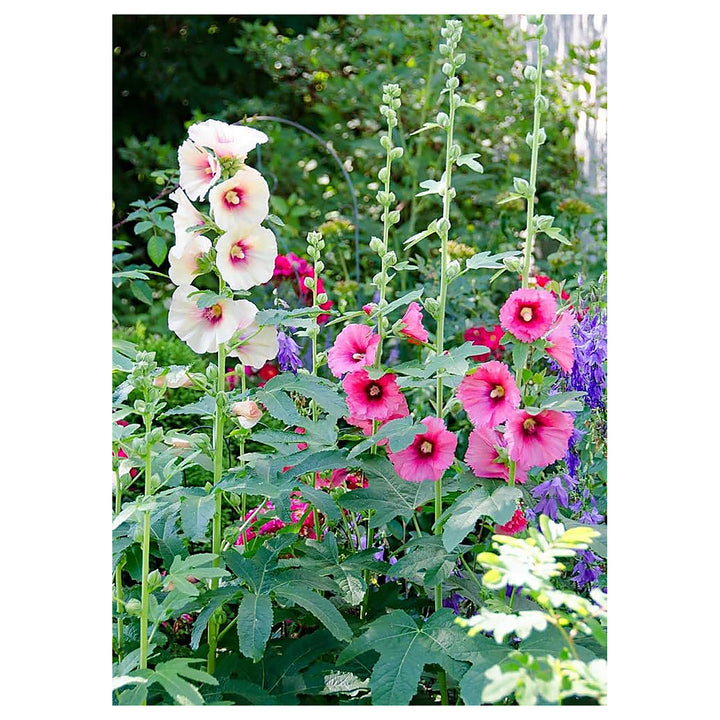 Pink Red Yellow Organic Hollyhock Garden Flowerbed Blooms Flower Seeds Home Garden | Neera Seeds product photo [neera-v4-10e56e282e7bb4930364]