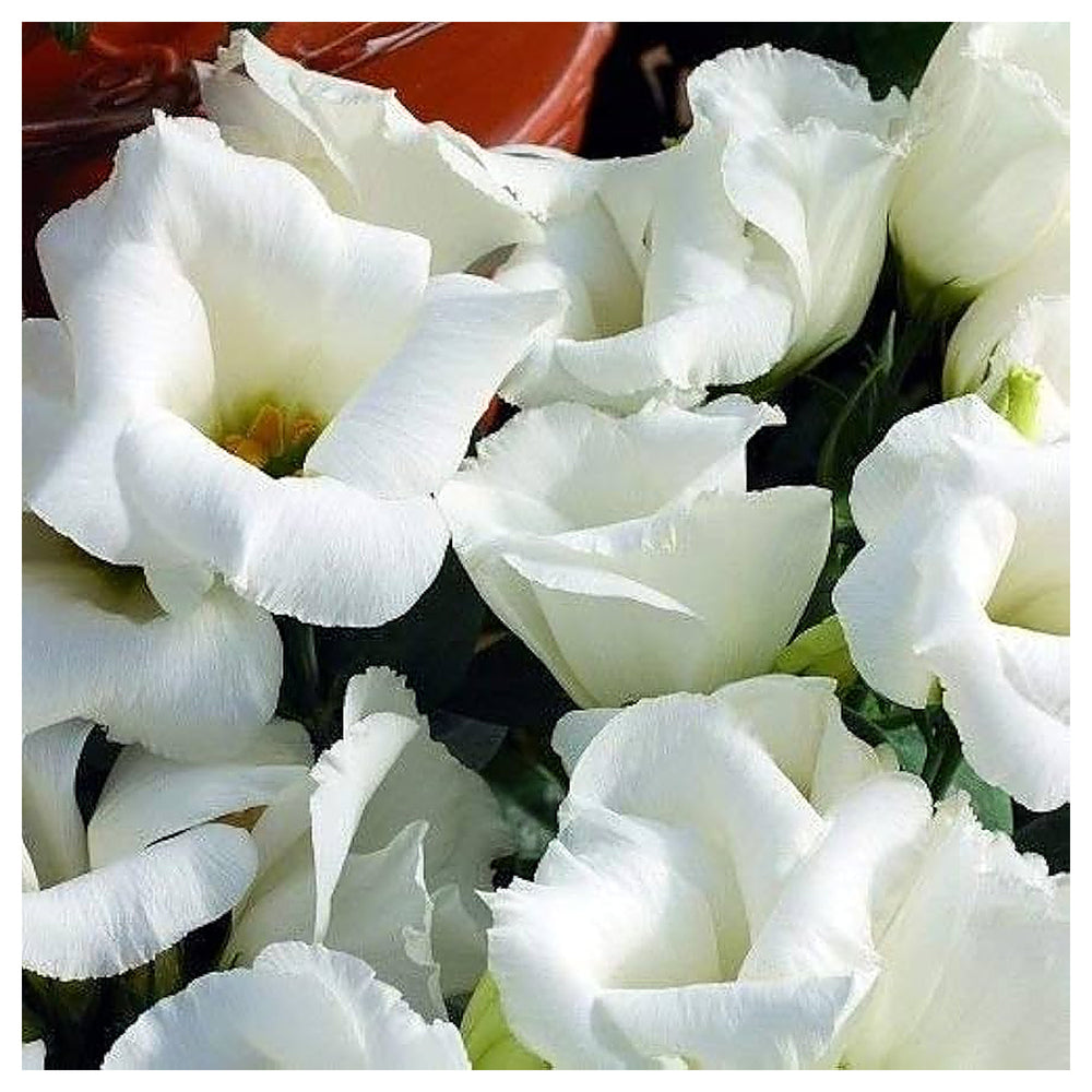 White Lisianthus Logro Flower Seeds for Planting - Heirloom, NON-GMO, Easy to Grow Garden Blooms | Neera Seeds product photo [neera-v4-10f32376ebbe74a712c2]
