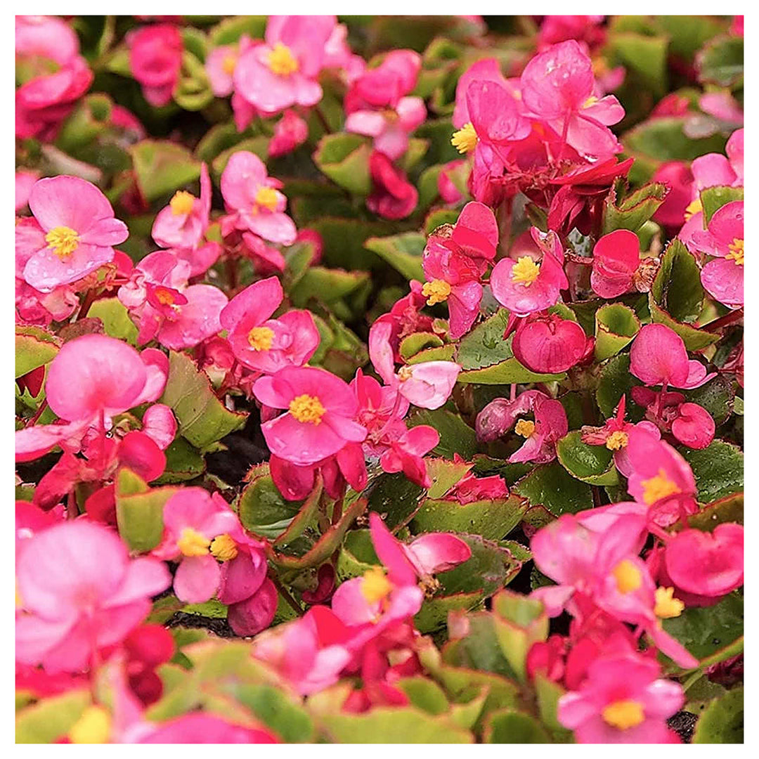 Heirloom Non-GMO Begonia Semperflorens Flower Seeds for Planting – Compact Shade-Loving Blooms | Neera Seeds product photo [neera-v4-110e4ddb8eec89c92e6d]