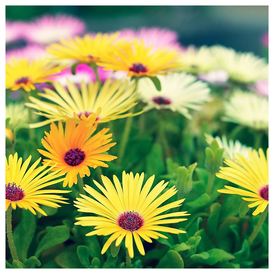 Heirloom Mongimbryanthemum Of Sea Semi Fig Marigold Flower Garden Flower Seeds Home Garden | Neera Seeds product photo [neera-v4-1117e37cf907e20e4991]