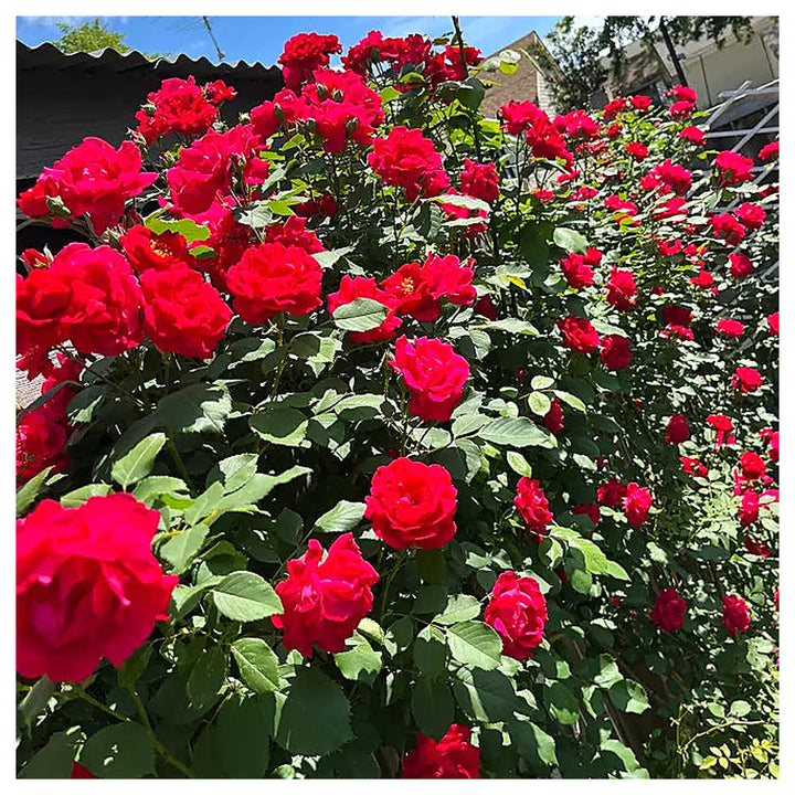 Red Climbing Rose Plant Seeds for Planting Non-GMO Heirloom Garden Seeds for Growing Beautiful Roses | Neera Seeds product photo [neera-v4-111901dcb5e9fa4bcbd2]