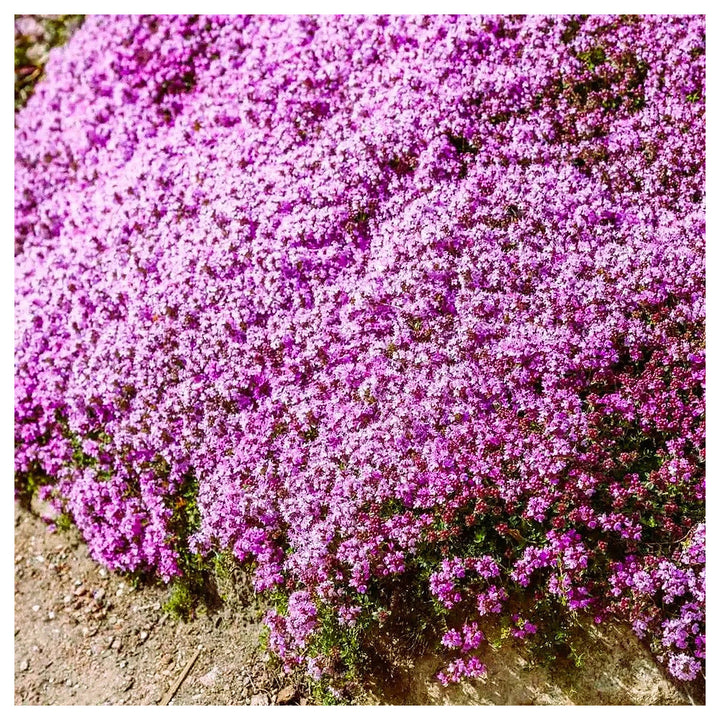 Heirloom Non-GMO Pink Creeping Thyme Plant Seeds – Fragrant Ground Cover for Garden | Neera Seeds product photo [neera-v4-11302cf584dd04ad694b]