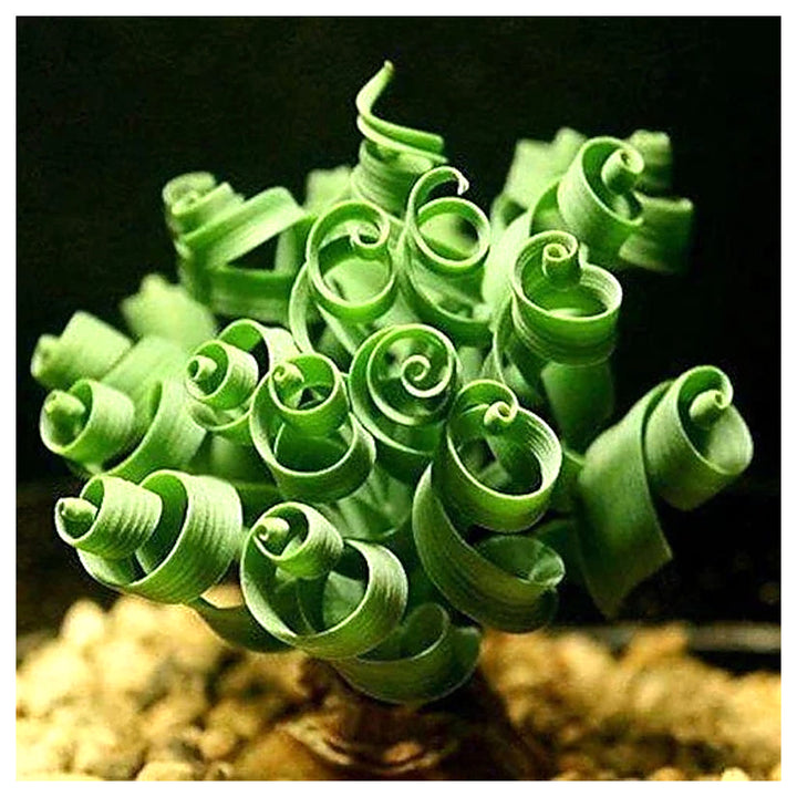 Organic Heirloom Non-GMO Spiralis Seeds for Planting – Fresh Vibrant Ornamental Plants | Neera Seeds product photo [neera-v4-11367d23833df29ef31d]