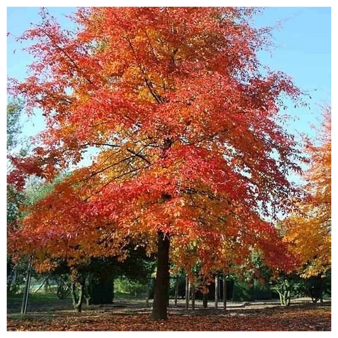 Nyssa Sylvatica Tree For Planting Nyssa Sylvatica For Urban Gardens And Wildlife Habitats Flower | Neera Seeds product photo [neera-v4-1143dc1468d9686d36ce]