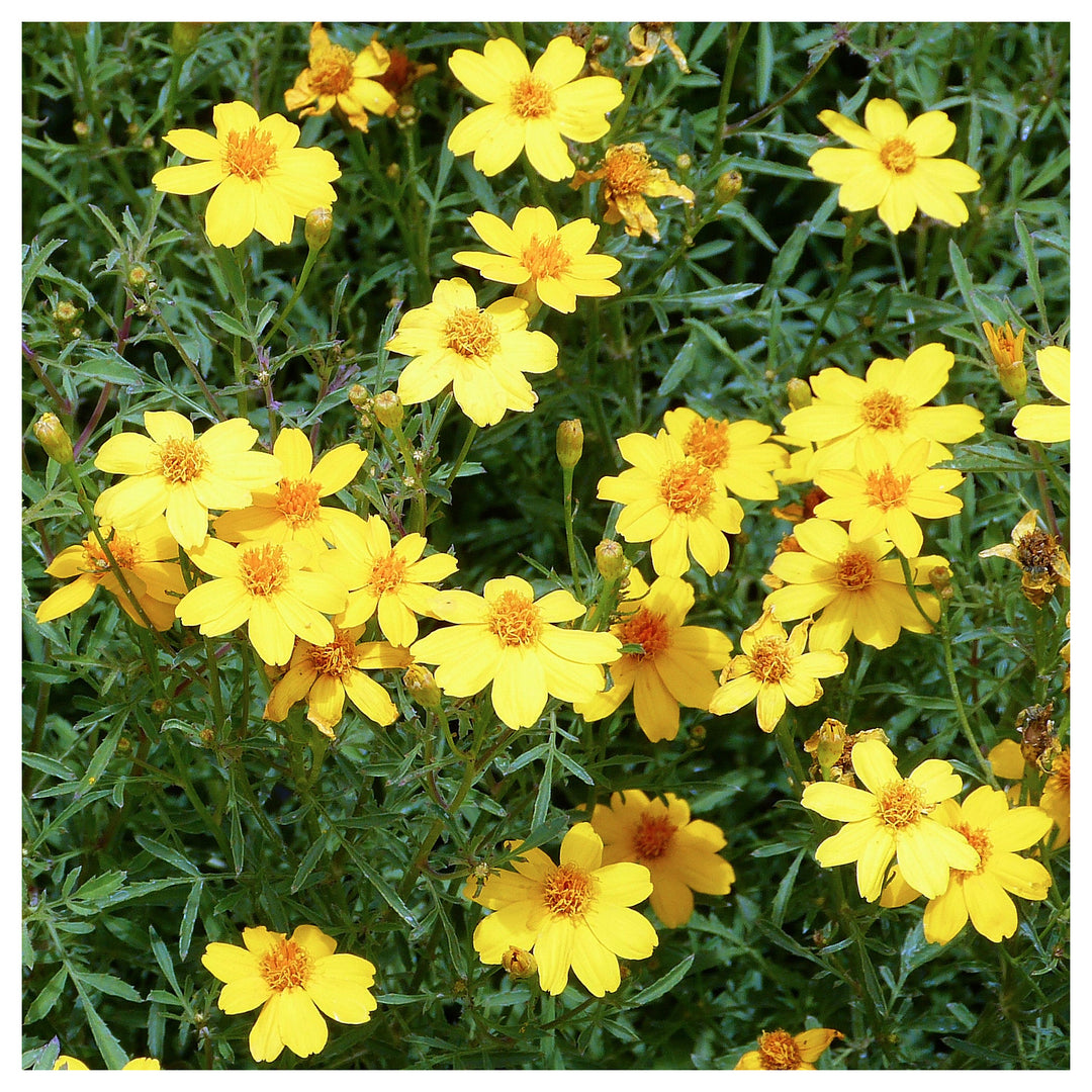 Yellow Lemon Marigold Flower Seeds – Heirloom Non-GMO Seeds for Garden Planting | Neera Seeds product photo [neera-v4-115519903179e96692cc]