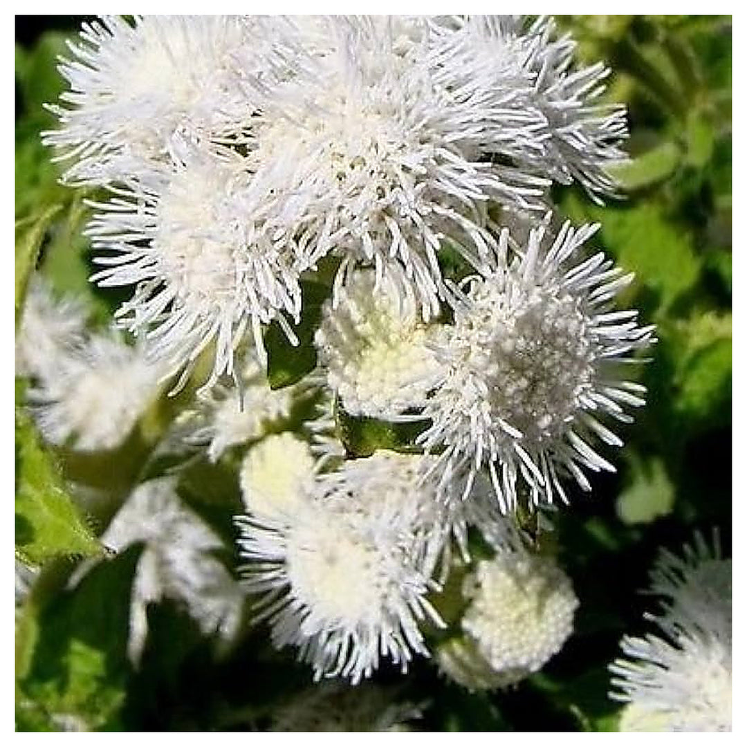 White Ageratum Ageratum Mexicanum Flower For Planting Delicate Blooms For Edging Seasonal | Neera Seeds product photo [neera-v4-1155edee6f1d760de8e1]