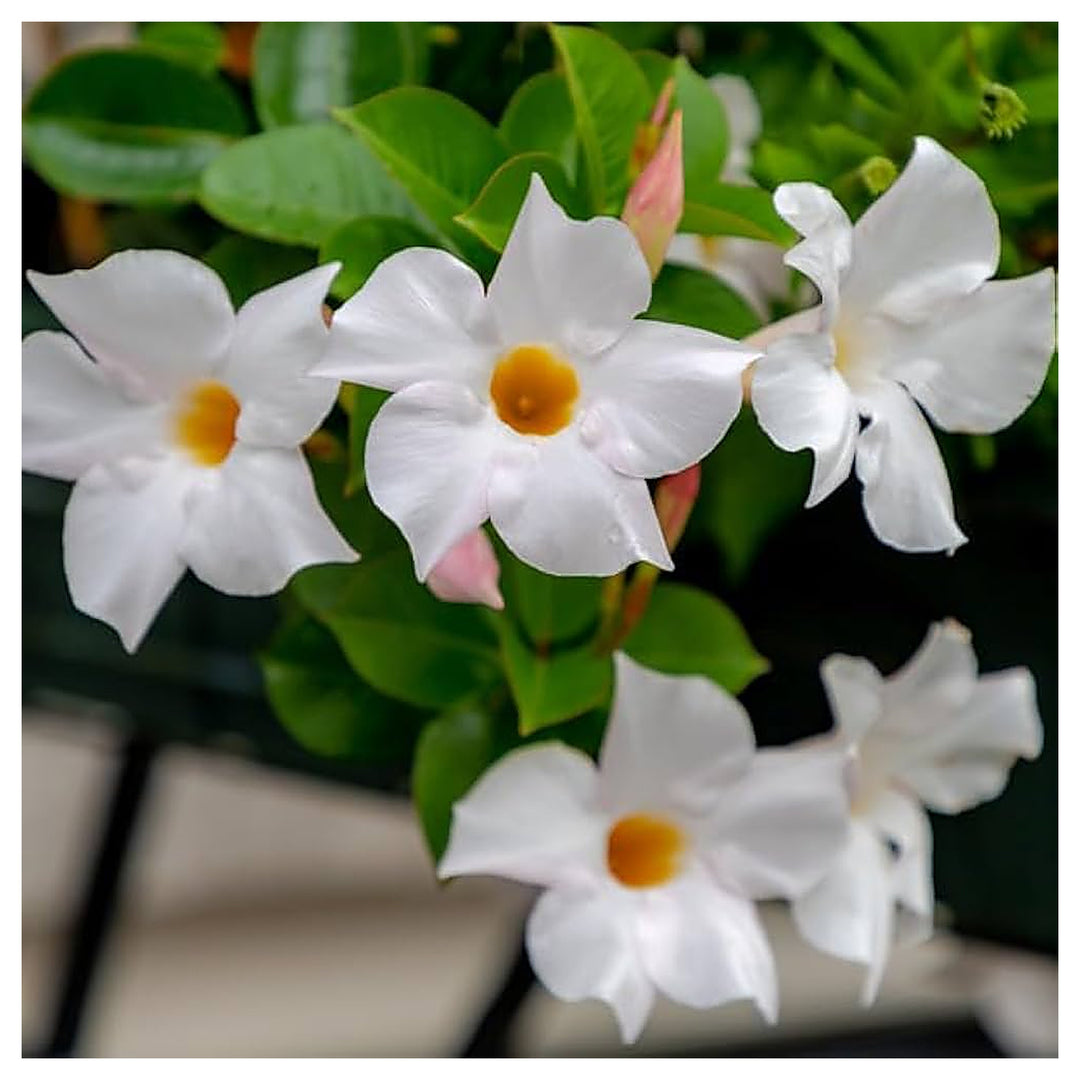 White Mandevilla Flower Seeds for Planting – Heirloom, Non-GMO, High Germination Tropical Climbing Vine Seeds | Neera Seeds product photo [neera-v4-11591280103d4eef484f]