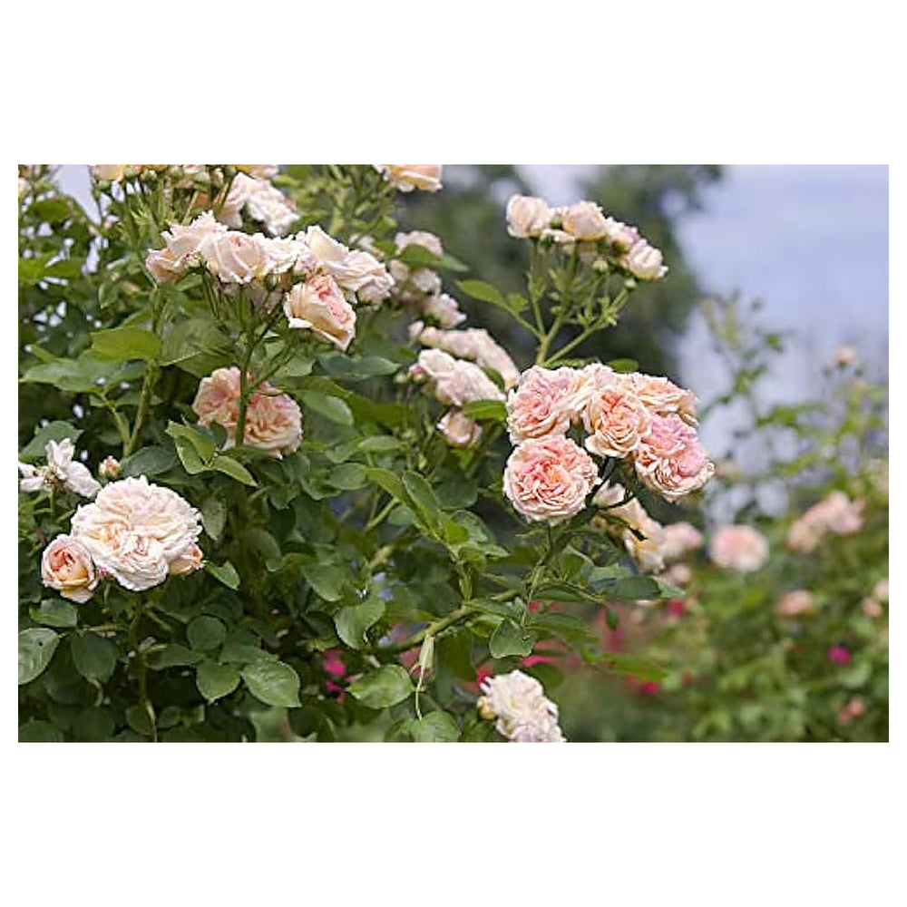Pink Climbing Roses Plant Seeds - Non-GMO Heirloom Garden Seeds for Planting Beautiful Blooms | Neera Seeds product photo [neera-v4-1179b456b1039b1a63ba]