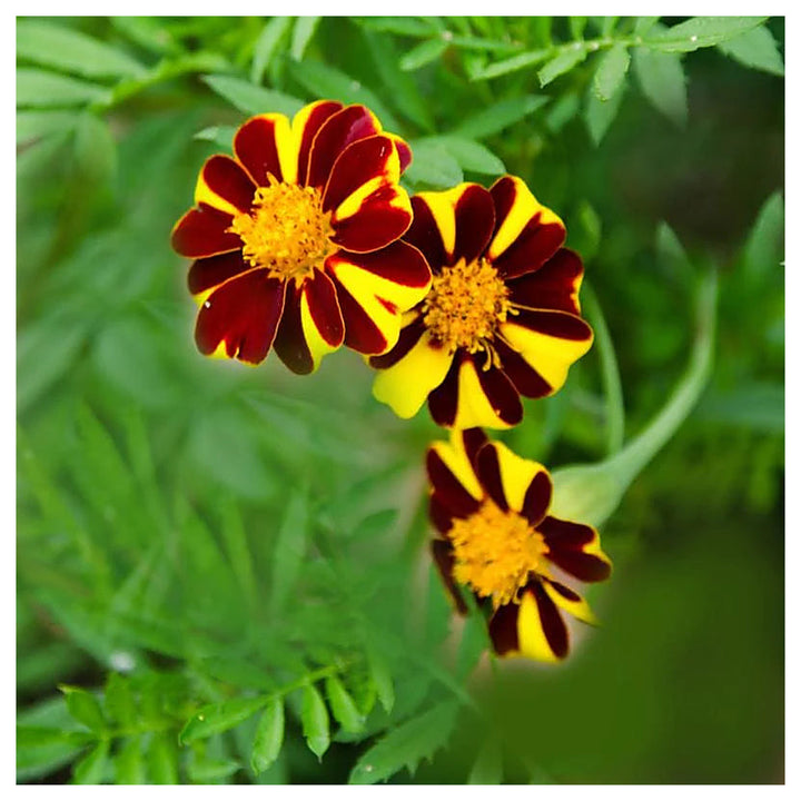 Heirloom Marigold Mr. Majestic Flower Seeds, Non-GMO Striped Blooms for Vibrant Garden Planting | Neera Seeds product photo [neera-v4-117ee4d60bb6735879bd]