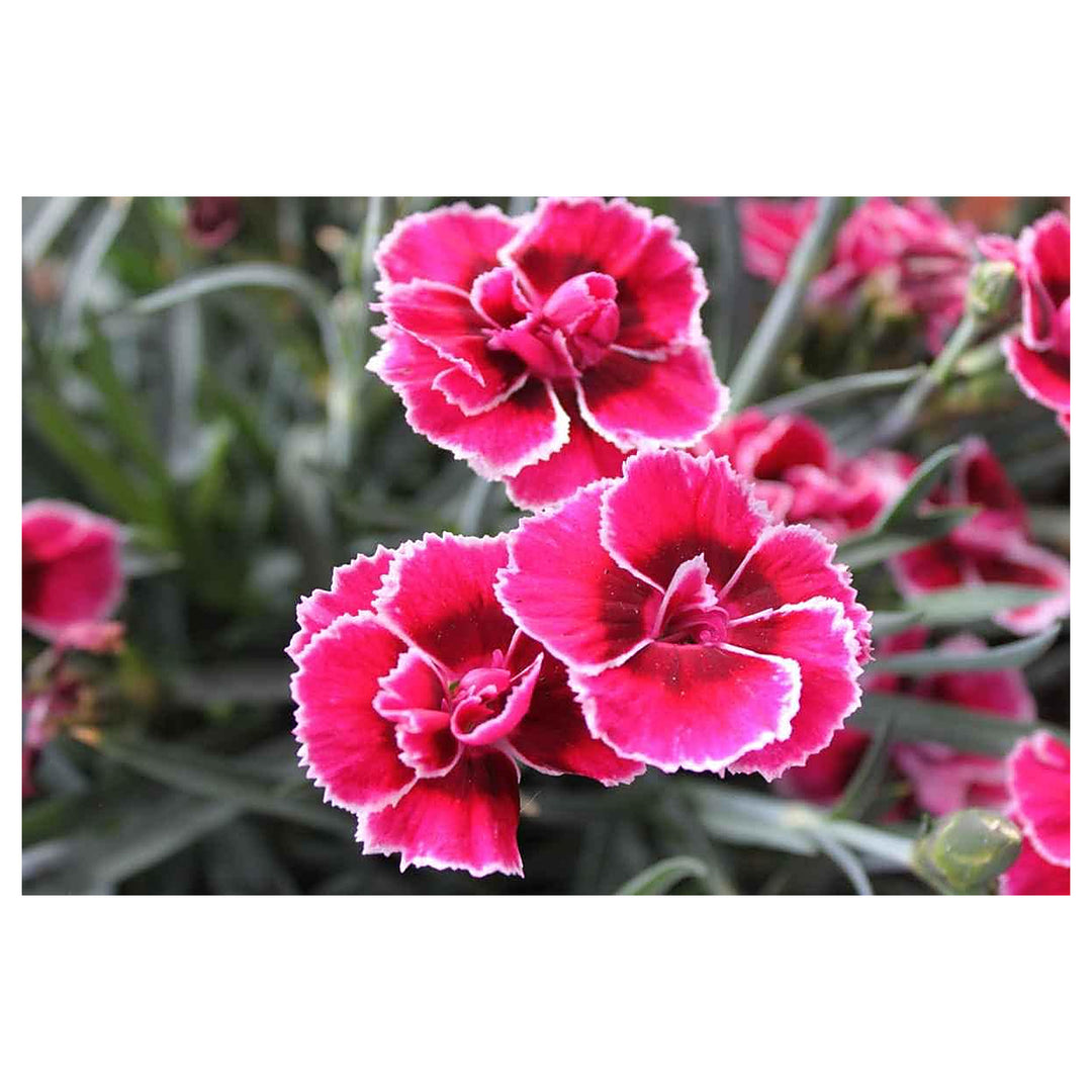 Heirloom Non-GMO Pink & Red Dianthus Flower Seeds for Garden Planting – Vibrant Fragrant Blooms | Neera Seeds product photo [neera-v4-11805f3a3336a8e2ee6b]