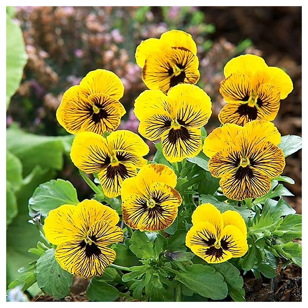 Tiger Eye Flower Seeds – Heirloom Non-GMO Striking Blooms for Bold Garden Planting | Neera Seeds product photo [neera-v4-118166890a9e940b8703]
