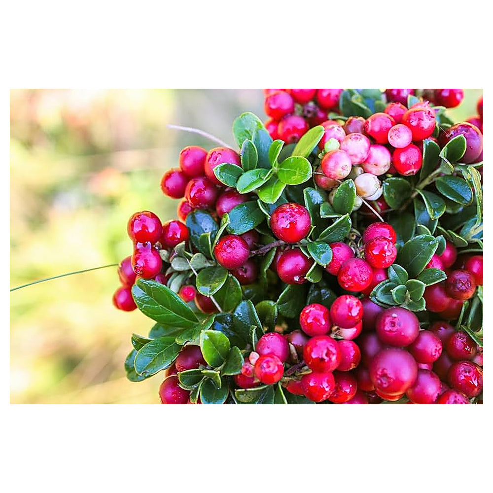 Vaccinium Vitis Fruit Seeds for Planting – Heirloom, Non-GMO, High Germination Organic Garden Seeds for Lush, High- | Neera Seeds product photo [neera-v4-11991d259eab64e86a34]