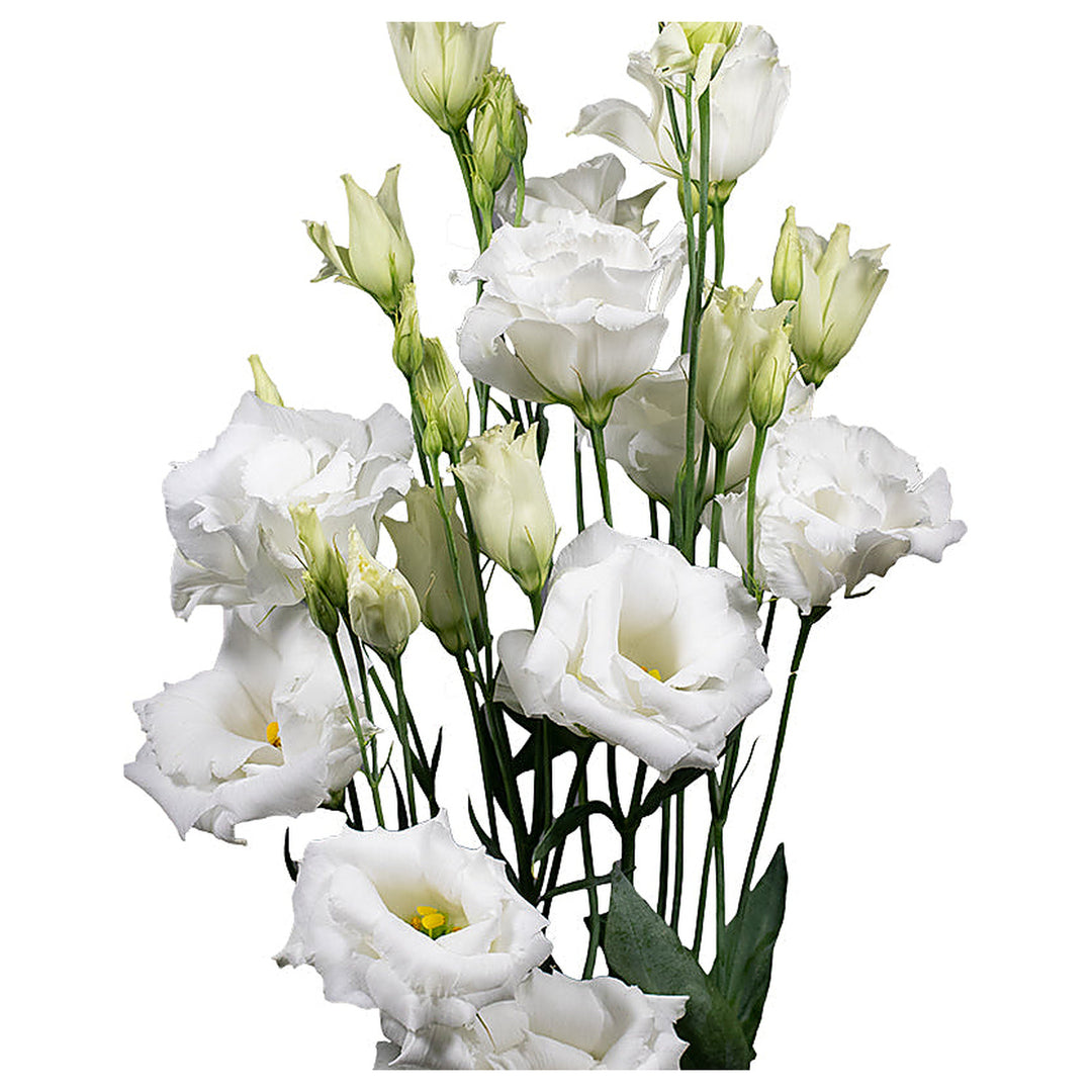 White Lisianthus Echo Flower Seeds for Planting – Heirloom, Non-GMO Seeds for Garden Blooms & Cut Flowers | Neera Seeds product photo [neera-v4-11ac2d647946a2073f4b]