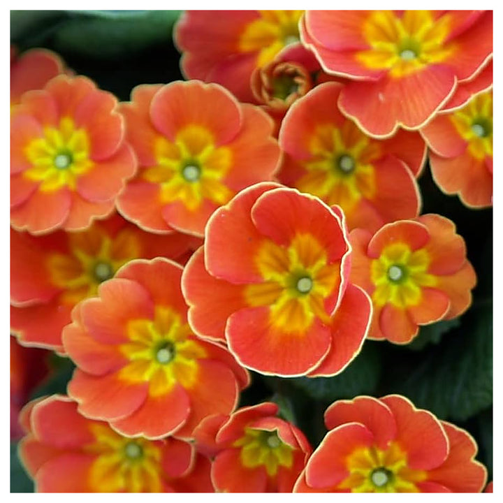 Orange Primrose Flower Seeds for Planting – Heirloom, Non-GMO, High Germination Organic Garden Seeds | Neera Seeds product photo [neera-v4-11b990f03e5bb17e1b72]