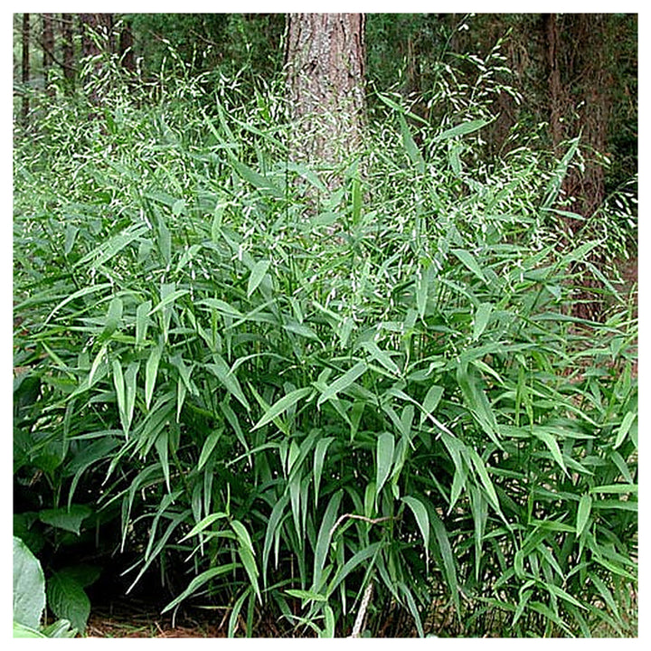 Chasmanthium Latifolium Seeds – Northern Sea Oats, Native Ornamental Grass Seeds for Planting in Gardens and Landsc | Neera Seeds product photo [neera-v4-11c581e052bce937fdc6]