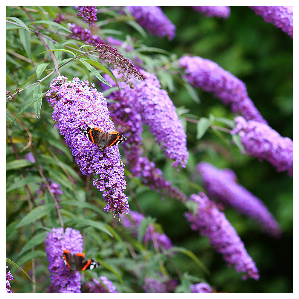 Cream Buddleia Flower Seeds for Planting – Butterfly Bush Seeds for Vibrant Blooms | Neera Seeds product photo [neera-v4-11ca0d5219591fb3d9a9]