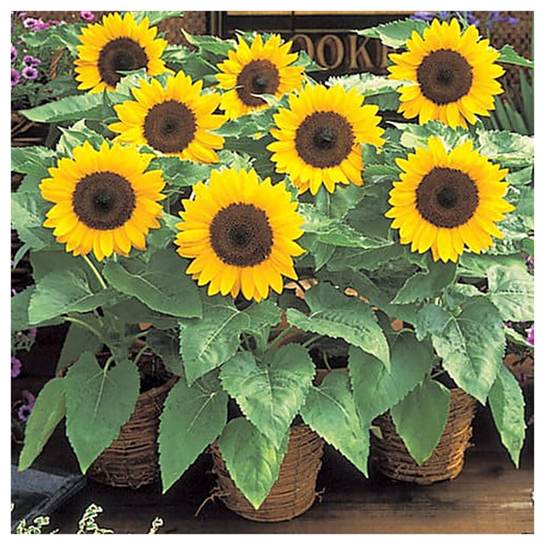 Fresh Yellow Mini Sunflower Seeds – Heirloom, Non-GMO, High Germination Organic Garden Seeds for Planting | Neera Seeds product photo [neera-v4-11cff7edb75ccd066bed]
