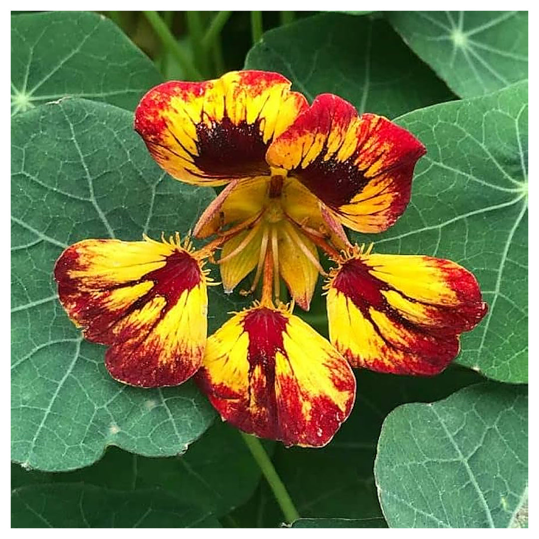 Heirloom Red Yellow Nasturtium Flower Seeds for Planting – Non-GMO, High Germination, Edible Garden Blooms | Neera Seeds product photo [neera-v4-11d9b32e0a7ca7f511b2]
