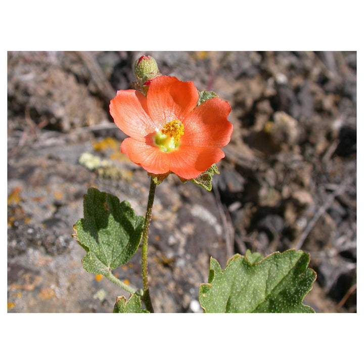 Heirloom Globemallow Flower Seeds, Non-GMO Drought-Tolerant Blooms for Wildflower Garden Planting | Neera Seeds product photo [neera-v4-11e6aec04eb04973171e]