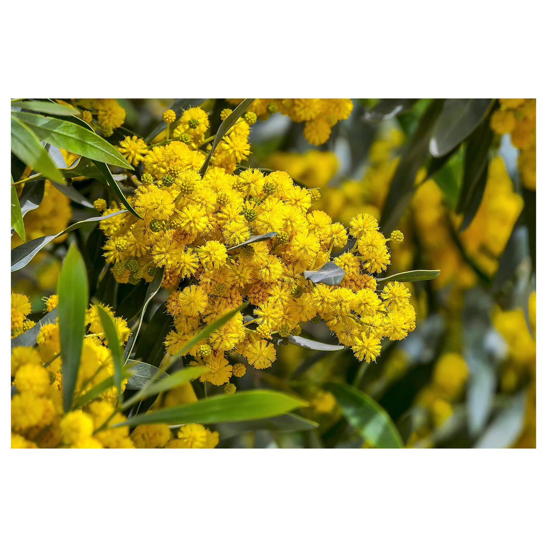 Golden Mimosa Yellow Flower Seeds for Planting – Heirloom Non-GMO Organic Garden Seeds with High Germination | Neera Seeds product photo [neera-v4-11f206d062d16b30103a]