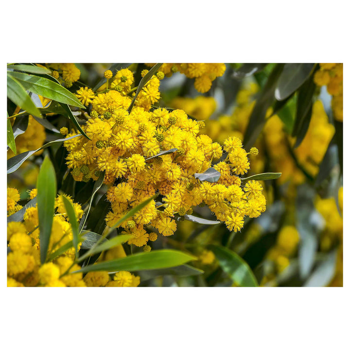 Golden Mimosa Yellow Flower Seeds for Planting – Heirloom Non-GMO Organic Garden Seeds with High Germination | Neera Seeds product photo [neera-v4-11f206d062d16b30103a]