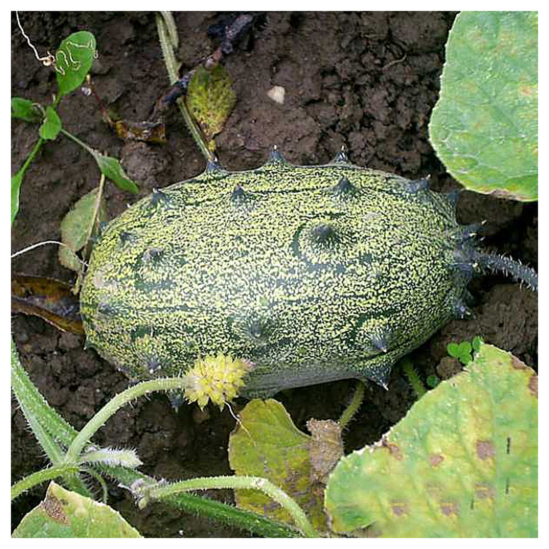 African Horned Cucumber Vegetable Seeds for Planting – Heirloom, Non-GMO Organic Garden Seeds | Neera Seeds product photo [neera-v4-11fa273d7e003625f8e3]
