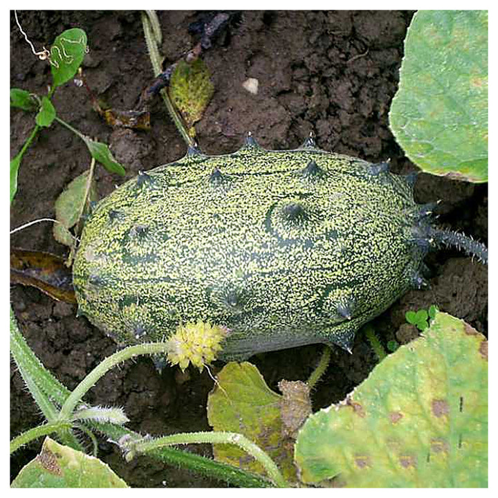 African Horned Cucumber Vegetable Seeds for Planting – Heirloom, Non-GMO Organic Garden Seeds | Neera Seeds product photo [neera-v4-11fa273d7e003625f8e3]