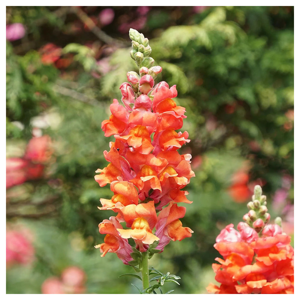 Orange Snapdragon Flower Seeds for Planting – Heirloom, Non-GMO, High Germination, Organic Garden Seeds | Neera Seeds product photo [neera-v4-120c2bd021bf886e2bcd]