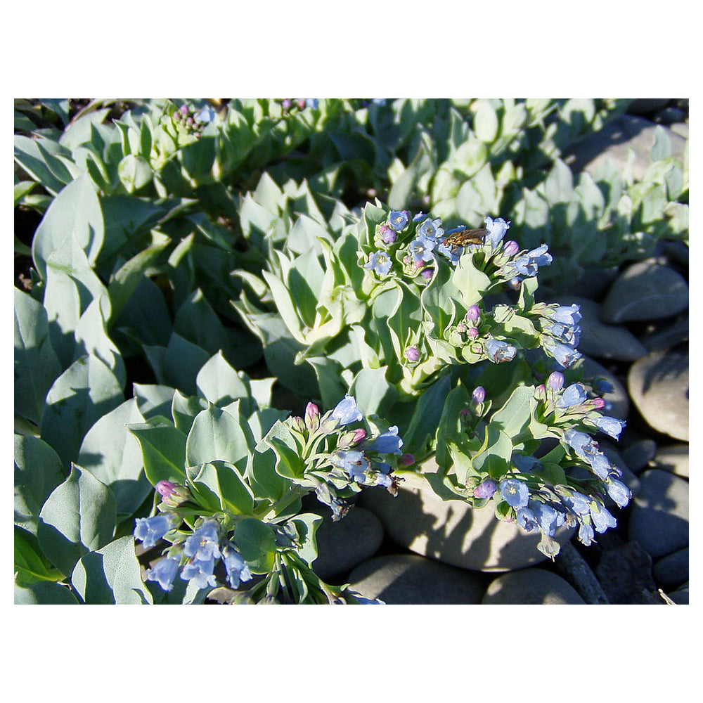 Mertensia Maritima Herb Seeds – Heirloom, Non-GMO, Oyster Leaf Seeds for Unique Garden Planting | Neera Seeds product photo [neera-v4-12314d222e09dd84696a]