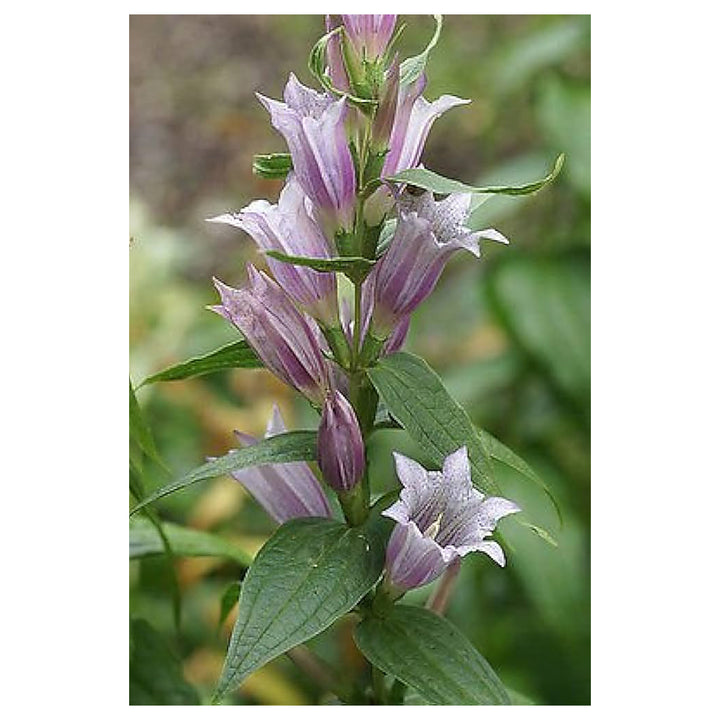 Lavender Gentiana Asclepiadea Seeds for Planting - Heirloom Non-GMO High Germination Organic Garden Seeds | Neera Seeds product photo [neera-v4-123bfa7e1a1e4c4b9ef0]