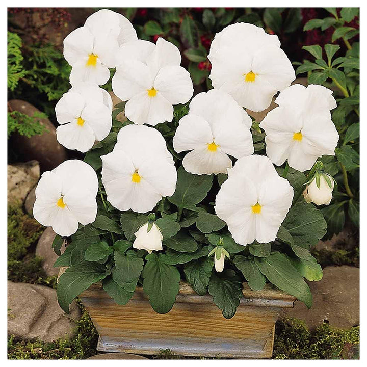 Heirloom Tricolor Pansy Flower Seeds for Planting, Non-GMO, Organic, White Blooms | Neera Seeds product photo [neera-v4-123d6ad9521dee67aae3]
