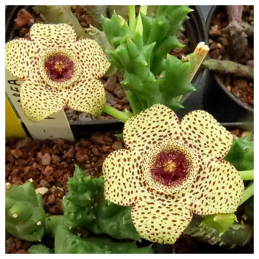 Yellow Stapelia Flower Seeds for Planting – Heirloom Non-GMO Succulent Plant Seeds, High Germination | Neera Seeds product photo [neera-v4-12489dae3a92660d8960]