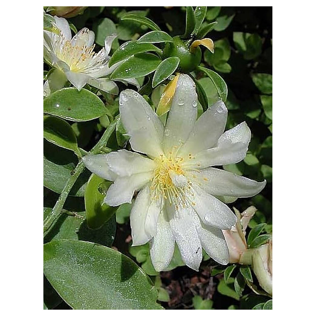 Calypso Hops Humulus Lupulus For Planting In Garden Trellis Flower Seeds for Home Garden Planting, | Neera Seeds product photo [neera-v4-12533926d5e3fed5a8b0]