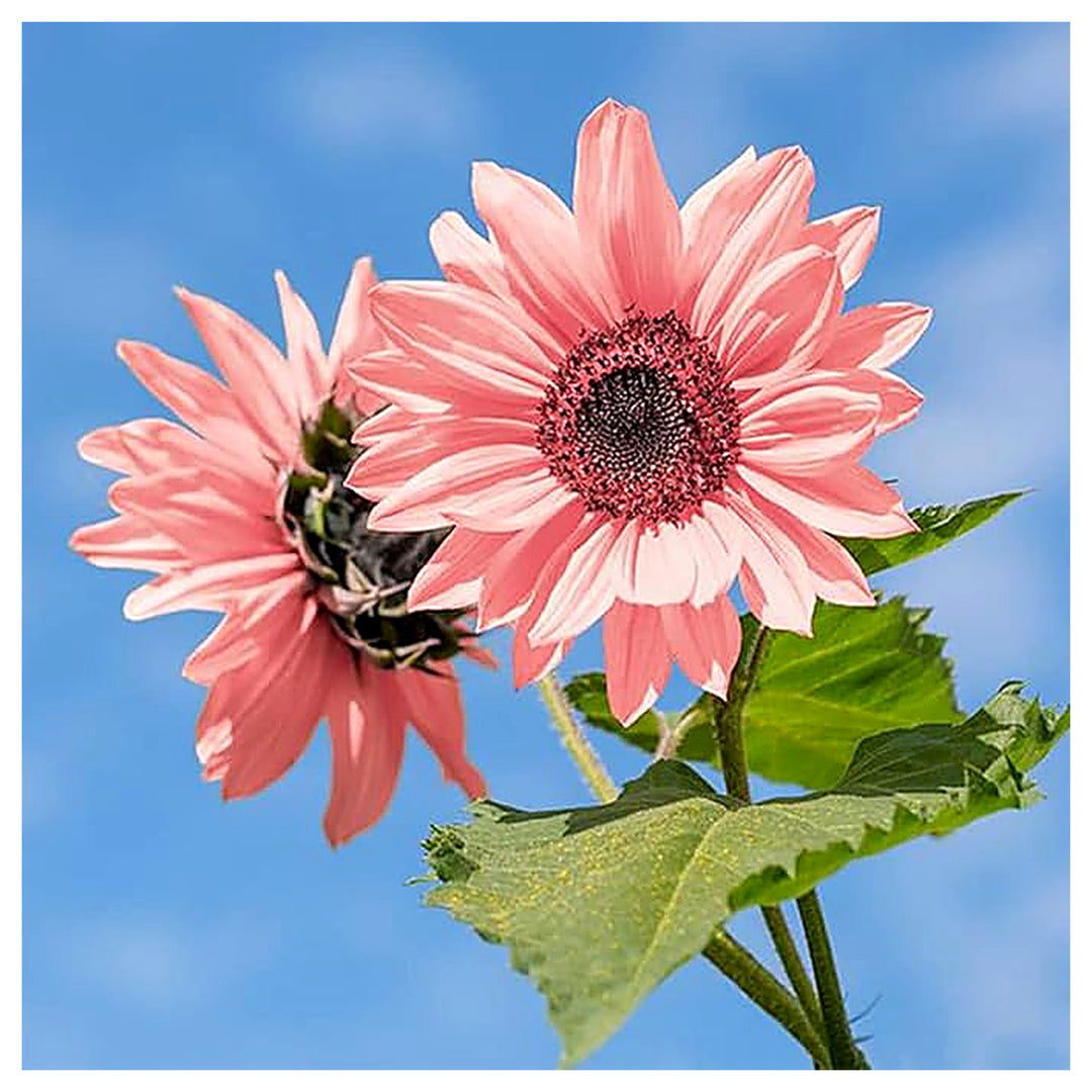 Organic Heirloom Non-GMO Baby Pink Sunflower Seeds for Planting – Unique Garden Blooms | Neera Seeds product photo [neera-v4-125cf10adfa326d51a78]