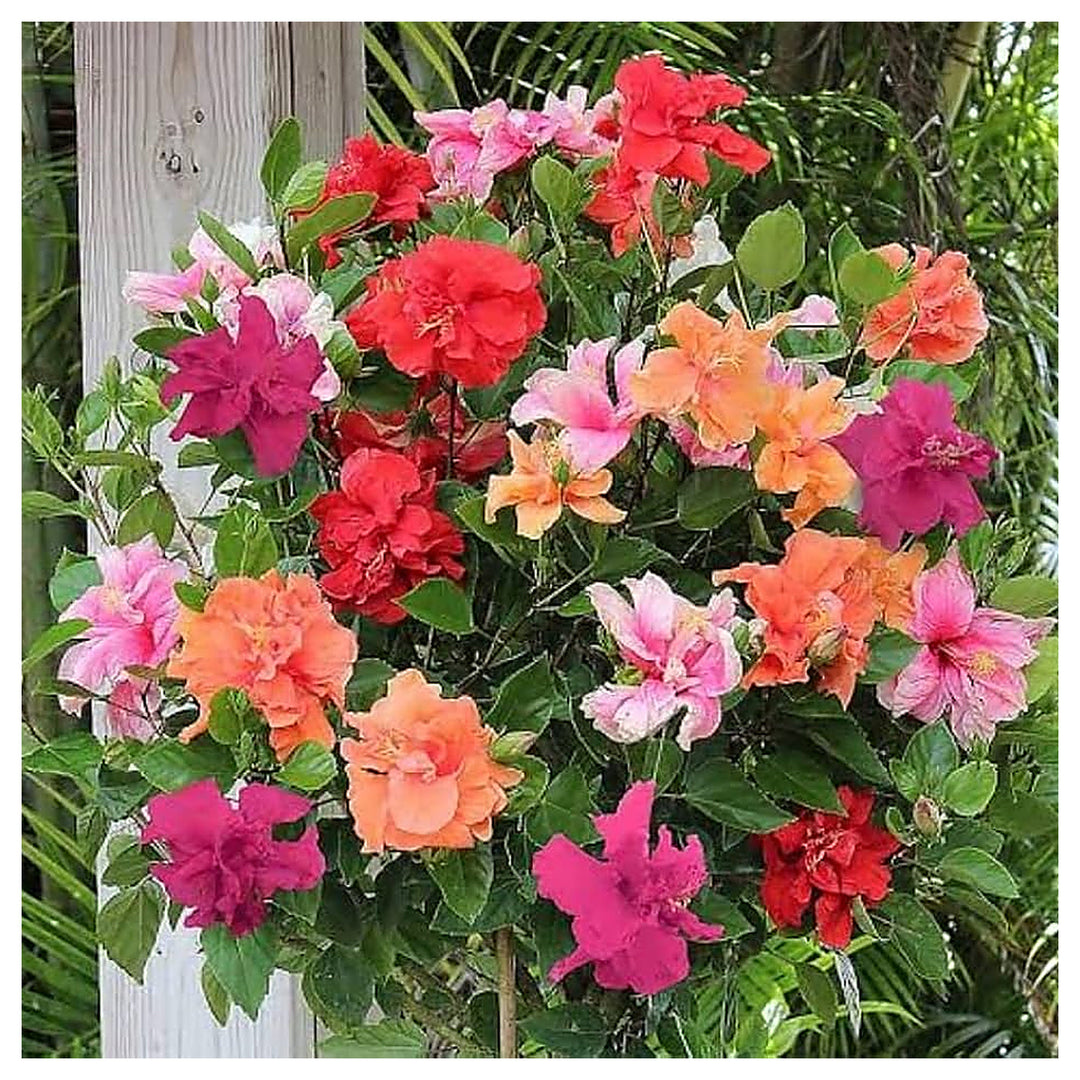 Mixed Rose Mallow Flower Seeds for Planting – Heirloom, Non-GMO, High Germination Organic Garden Seeds for Vibrant  | Neera Seeds product photo [neera-v4-126952c3e7de93d117bf]
