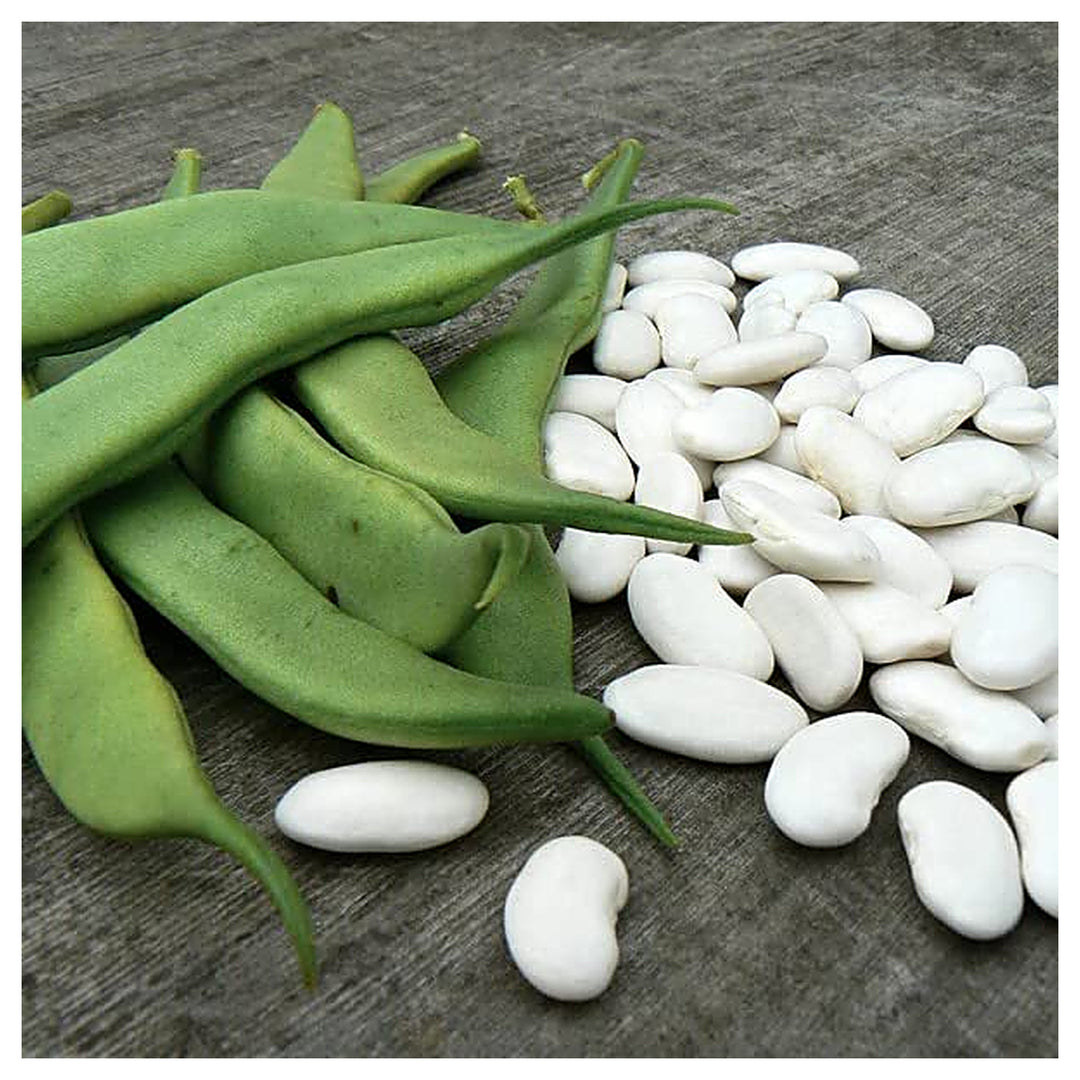 White Mogettes Beans Vegetable Seeds for Planting - Heirloom, Non-GMO, Organic Garden Seeds, High Germination | Neera Seeds product photo [neera-v4-1271158f4134f6f70933]