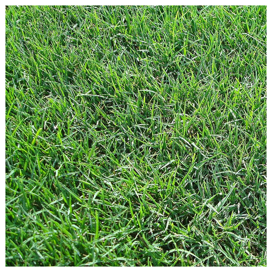 Dactylis Glomerata Swollen Finger Grass Flower Seeds for Home Garden Planting, Decorative Organic | Neera Seeds product photo [neera-v4-1272676e31b6c26de32c]