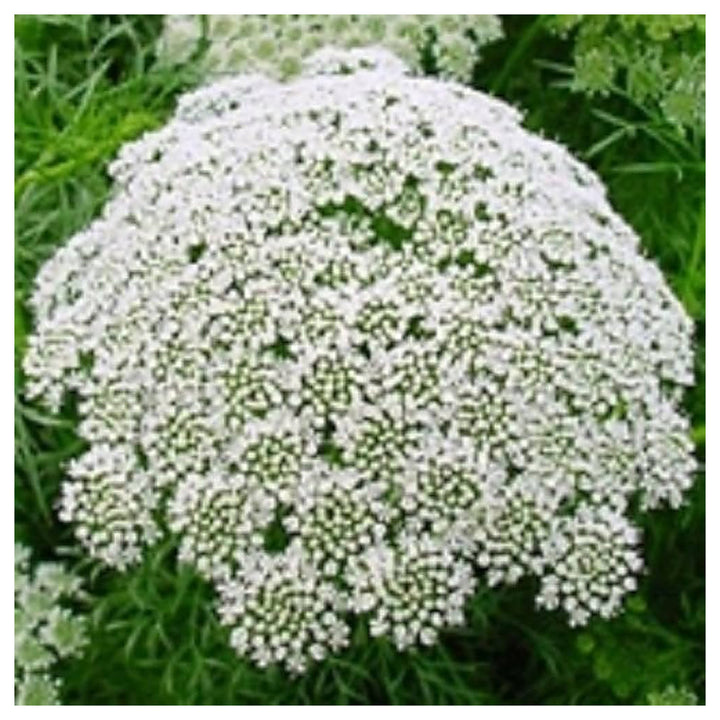 White Lace Flower Seeds for Planting – Heirloom, Non-GMO, High Germination Organic Garden Seeds for Elegant Blooms | Neera Seeds product photo [neera-v4-129424a71992b78ee9b1]