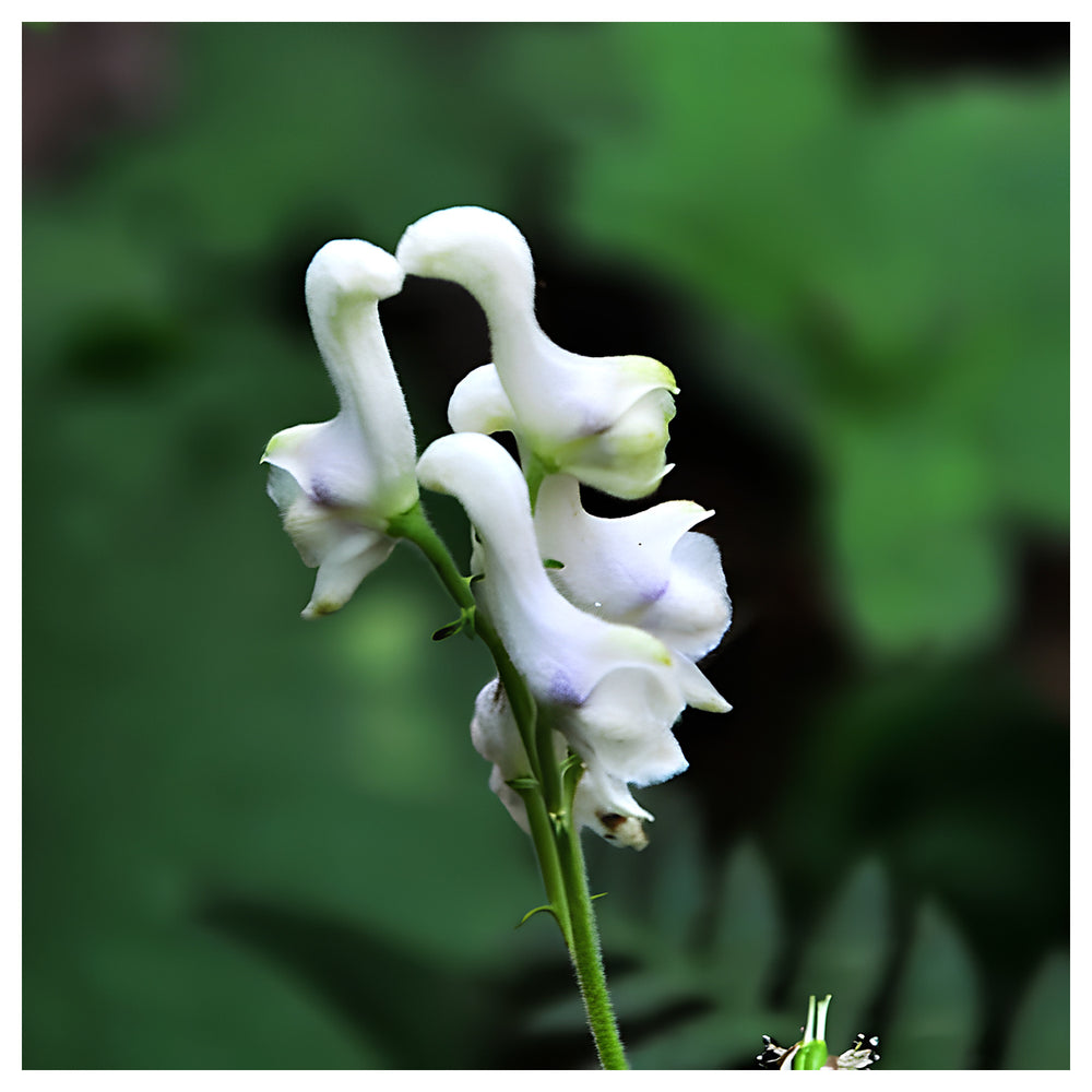 Heirloom Non-GMO Swan Flower Seeds for Planting – Elegant Ornamental Blooms for Garden Landscapes | Neera Seeds product photo [neera-v4-129957e88b6784cf152b]