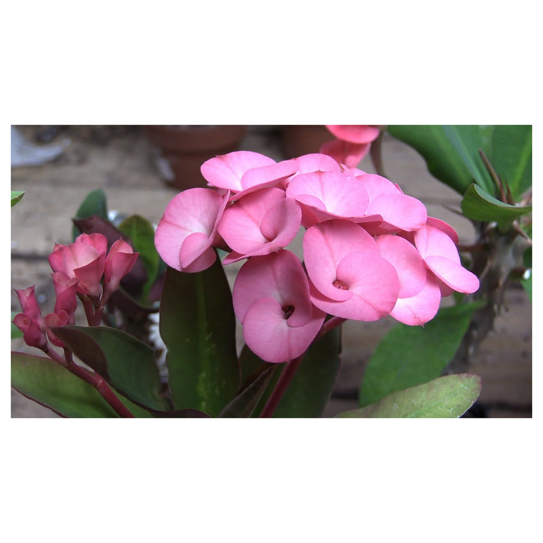 Heirloom Light Pink Euphorbia Milii Flower Seeds for Planting, Non-GMO | Neera Seeds product photo [neera-v4-129c7e734a68e0abf8f6]