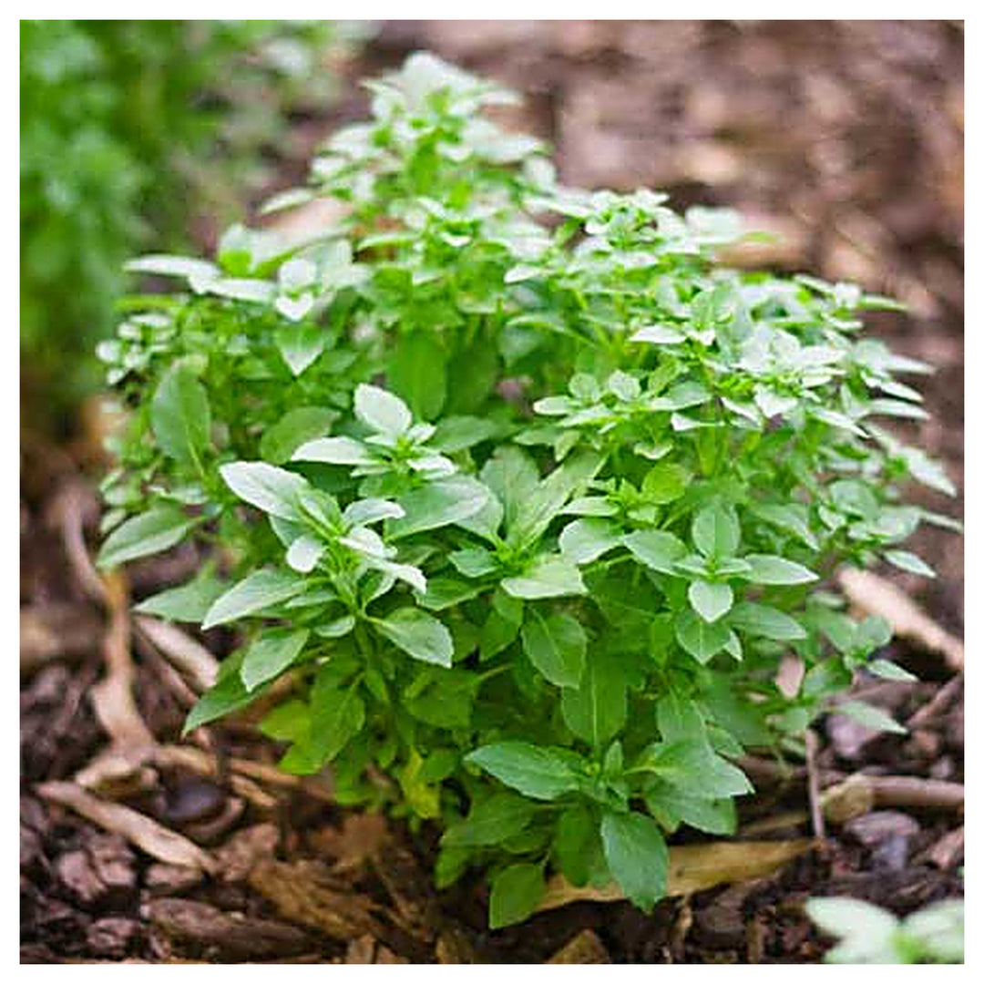 Greek Basil Seeds for Planting – Heirloom & Non-GMO Herb Garden Essential Seeds | Neera Seeds product photo [neera-v4-12ae0e2dd866d6a591f3]
